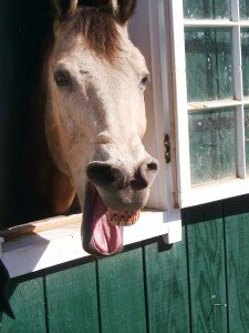 Laughing horse morguefile