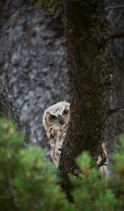 Owl pixabay