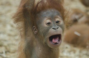 Ape with big mouth Pixabay
