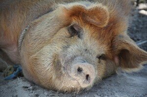 Pig Pixabay