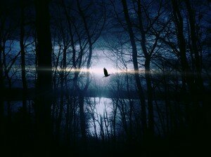 Bird over the lake at sunrise Pixabay